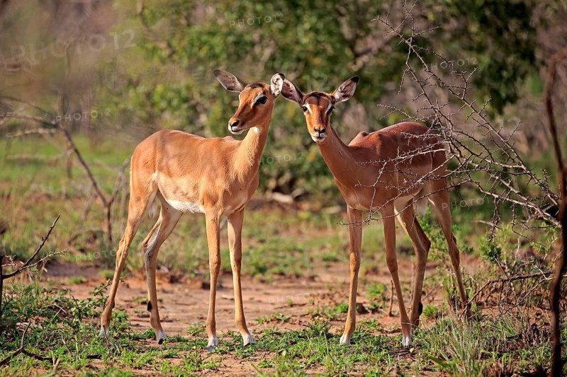 Impala
