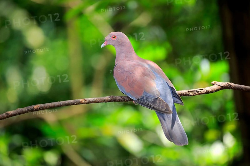 Maranon pigeon