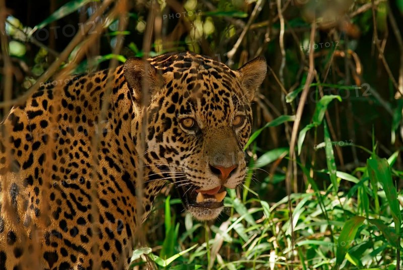 Jaguar
