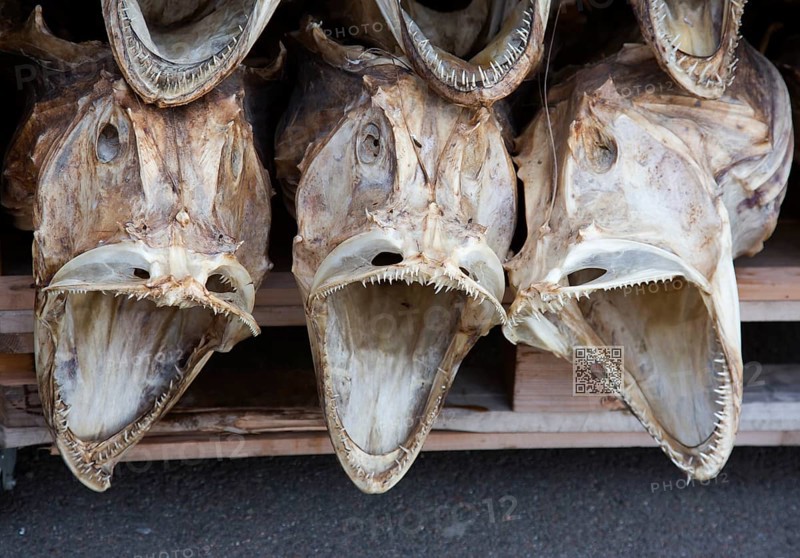 Dried heads from Atlantic cod