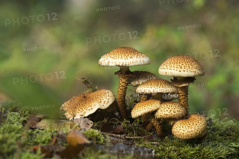 Shaggy scalycap