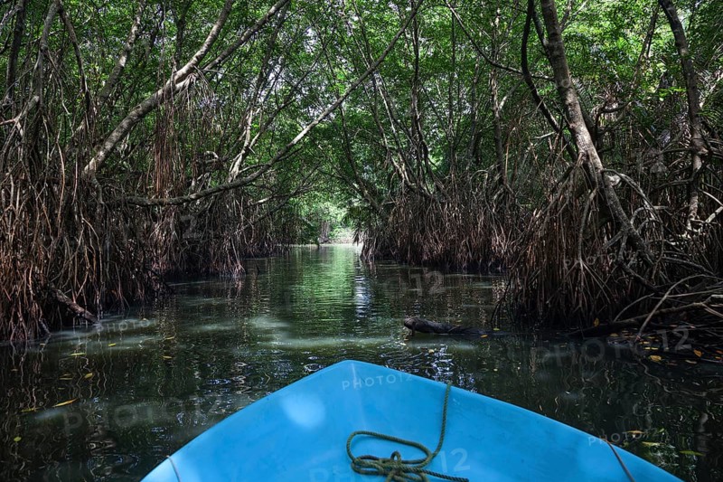 Boat ride through mangrove forest