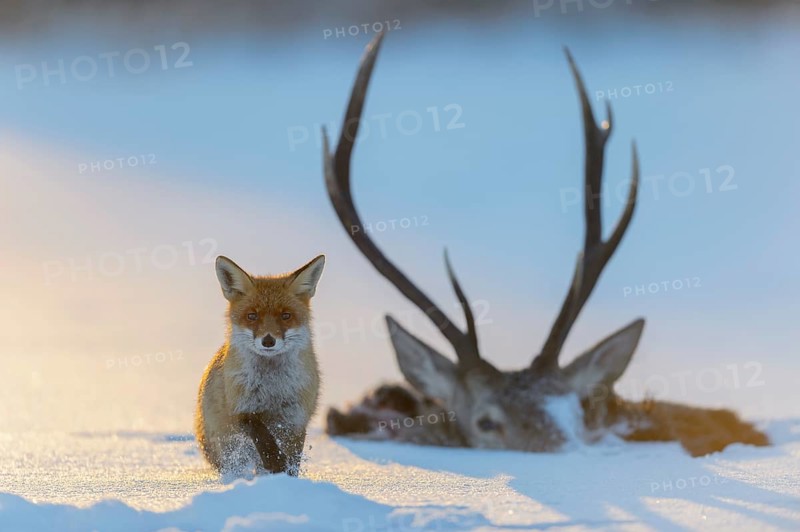 Red fox