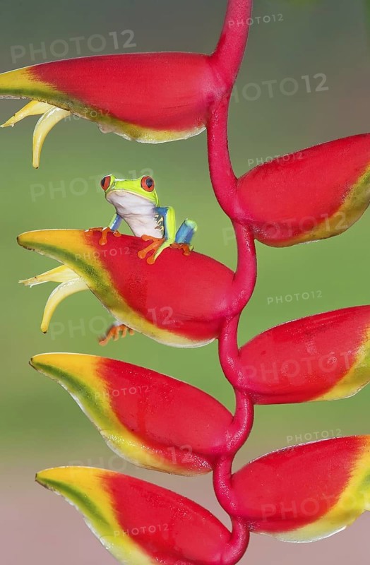 Red-eyed Tree Frog