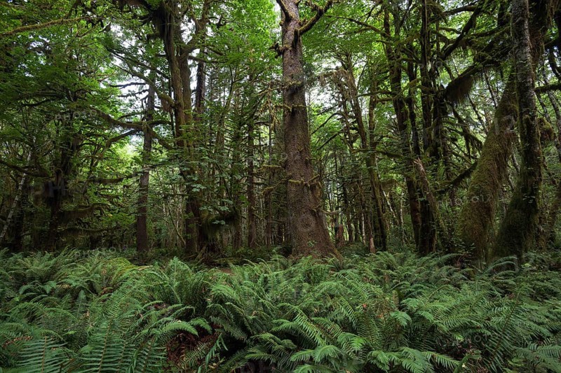 Vegetation with ferns on Kestner Homestead Trail