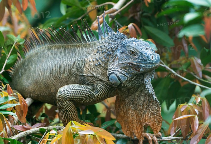 Green Iguana
