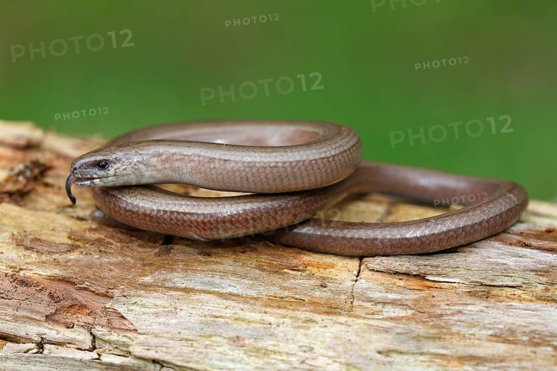 Slow worm