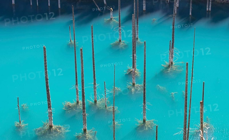 Dead trunks of Picea schrenkiana pointing out of water
