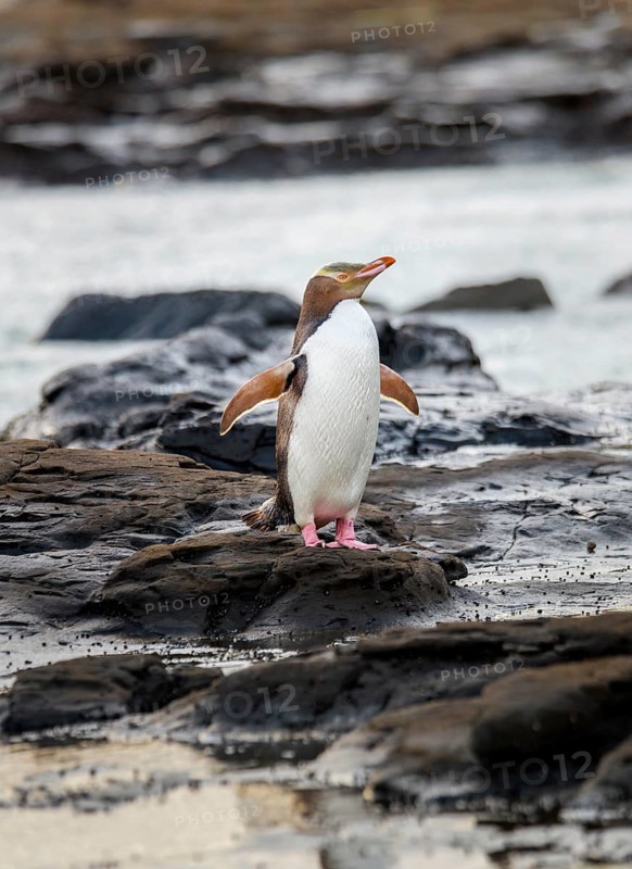 Yellow-eyed penguin
