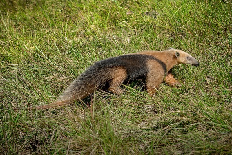 Southern tamandua or collared anteater