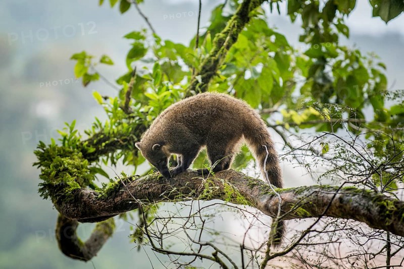 Ring-tailed coati