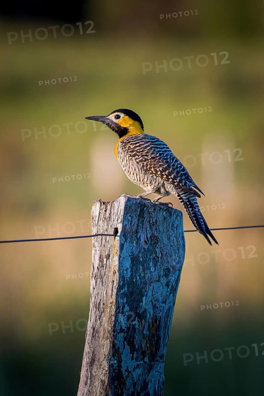 Campo flicker