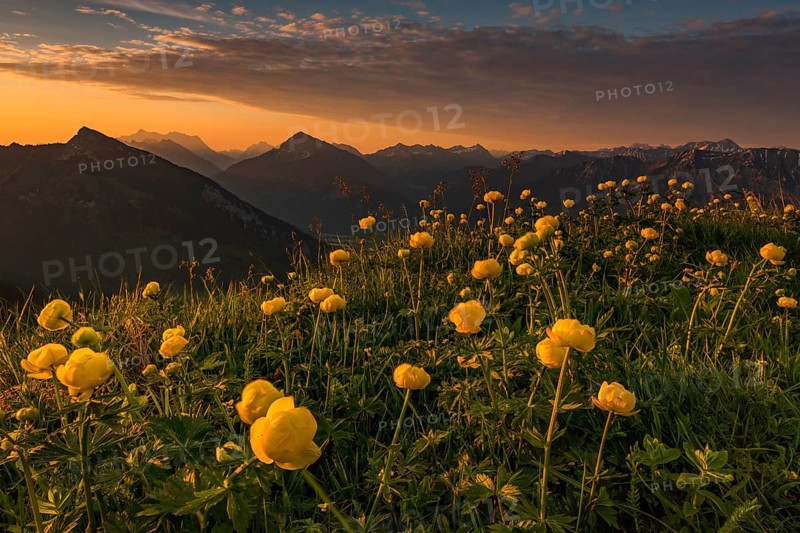Sunrise behind meadow with Globeflowers