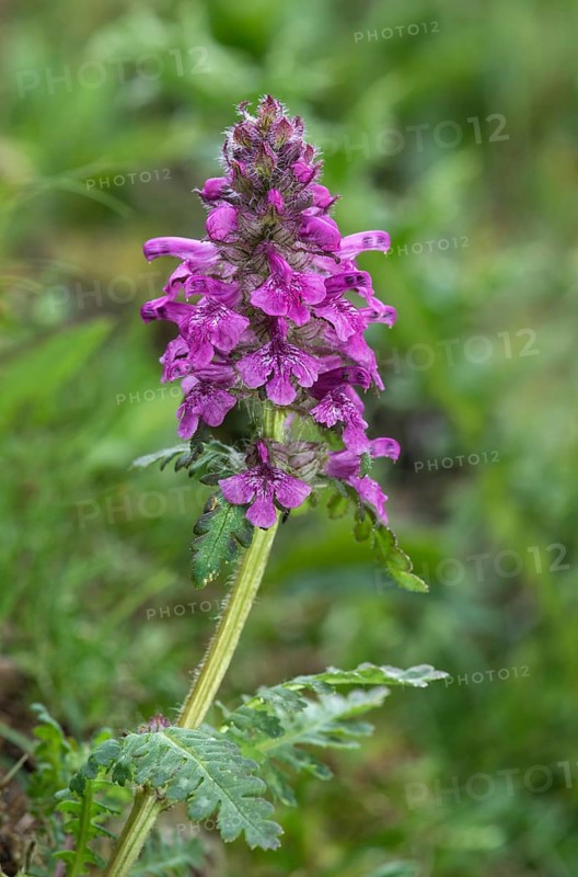 Verticillate lousewort