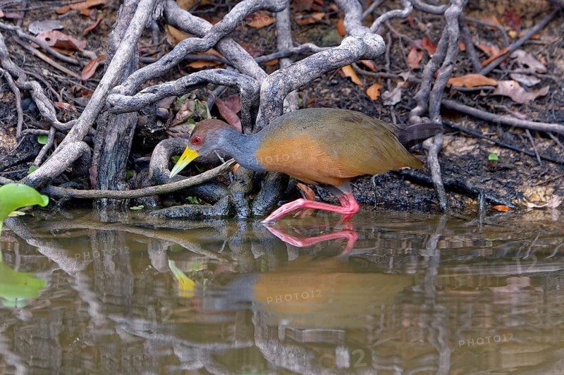 Stalking Grey-necked Wood Rail