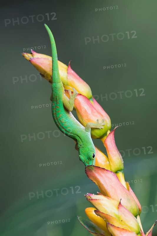 Small day gecko