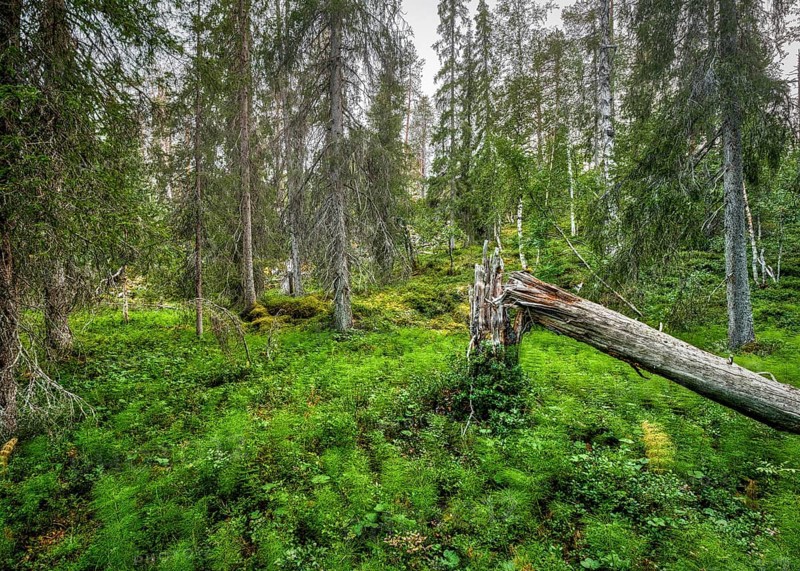 Fallen tree in arctic forest with Horsetails