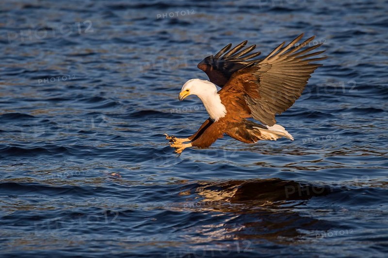African fish eagle