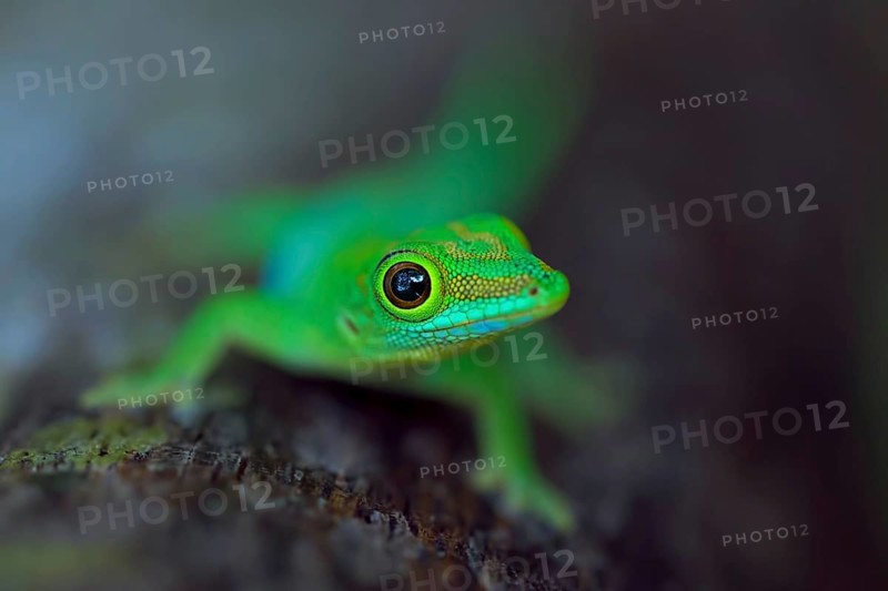 Small Seychelles day gecko
