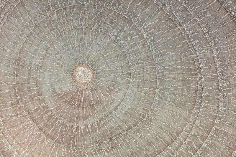 Photomicrograph