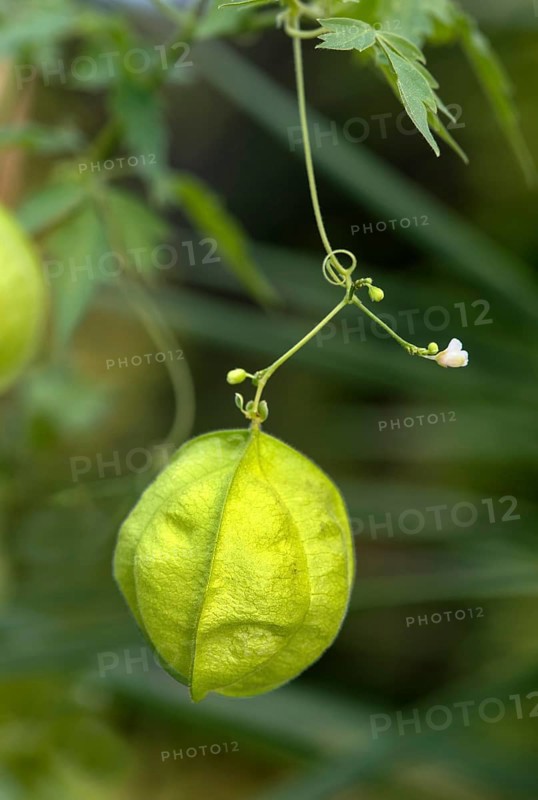 Balloon plant