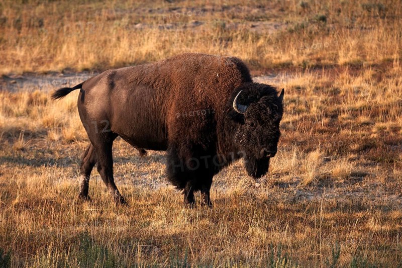 Buffalo
