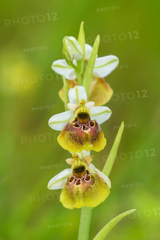 Late spider orchid