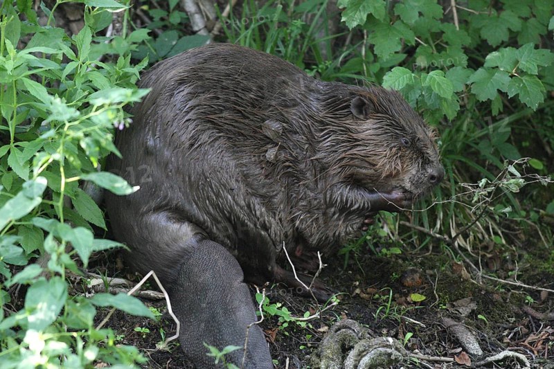 European beaver