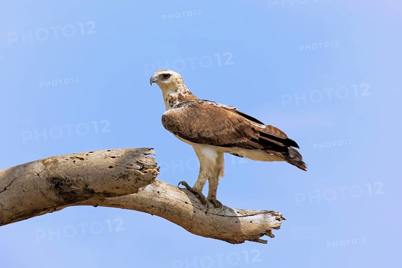 Crowned eagle