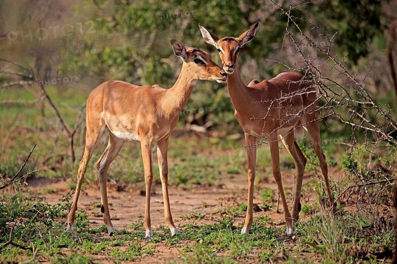 Impala