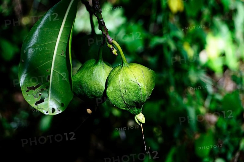 Fruits