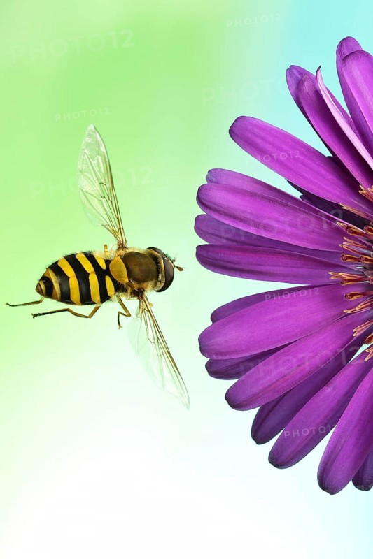 Syrphus ribesii