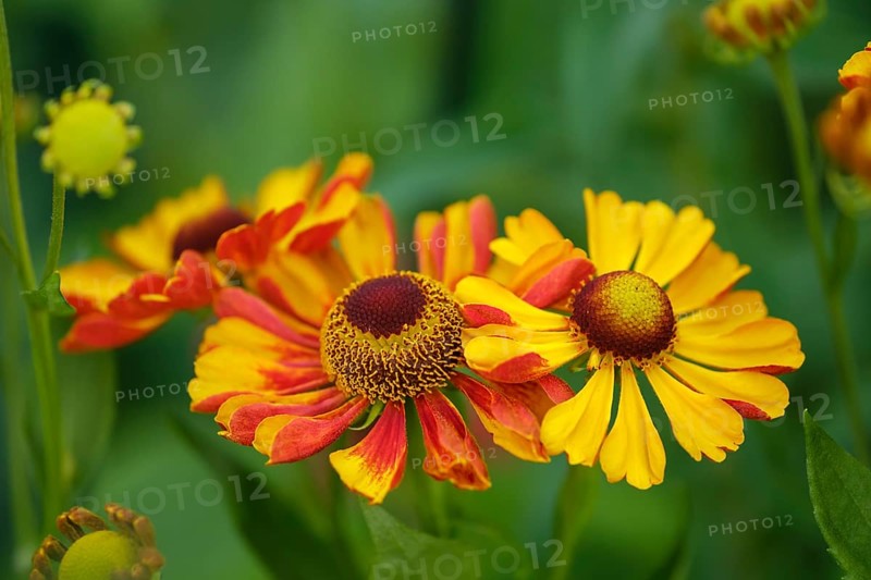 Sneezeweed