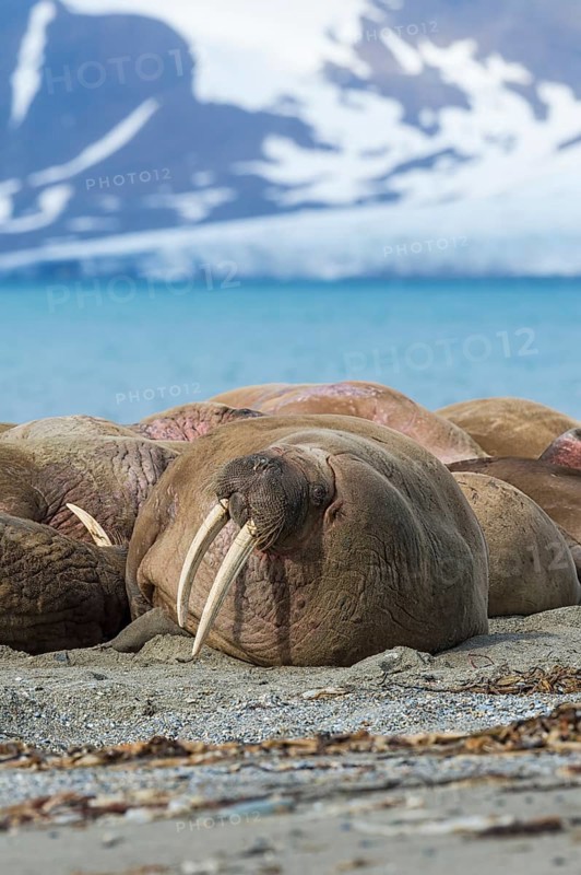 Walrus