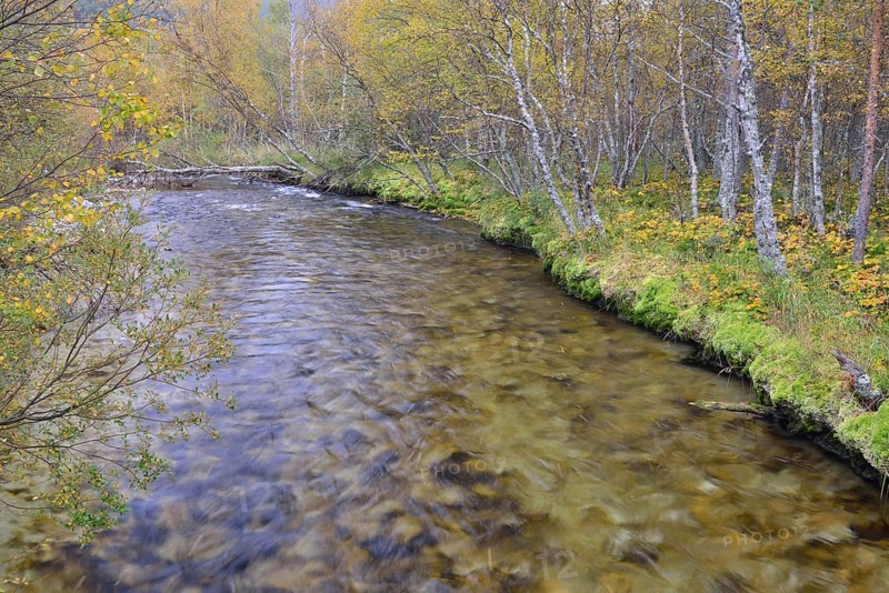 River in birch forest in autumn