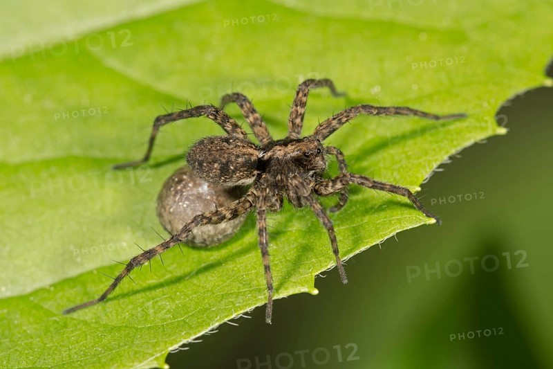 Spotted wolf spider