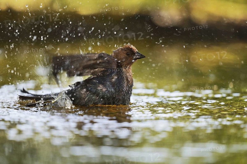 Brown-headed Cowbird