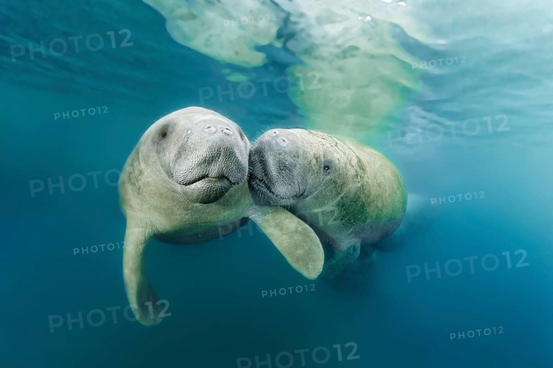 Two West Indian manatees