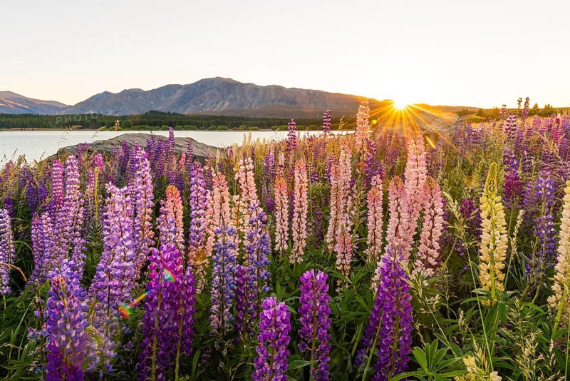 Sun shining through purple Large-leaved lupines