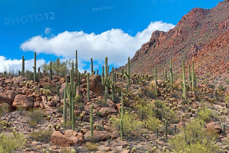 Saguaro Cacti