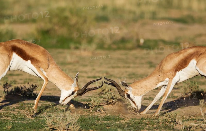 Springboks