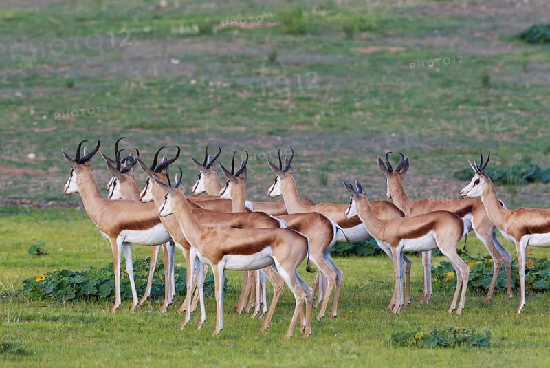 Springboks
