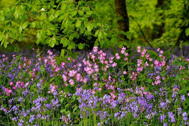 Red campion