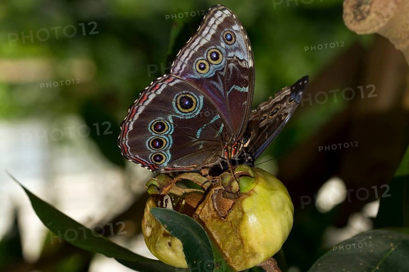 Blue Morpho