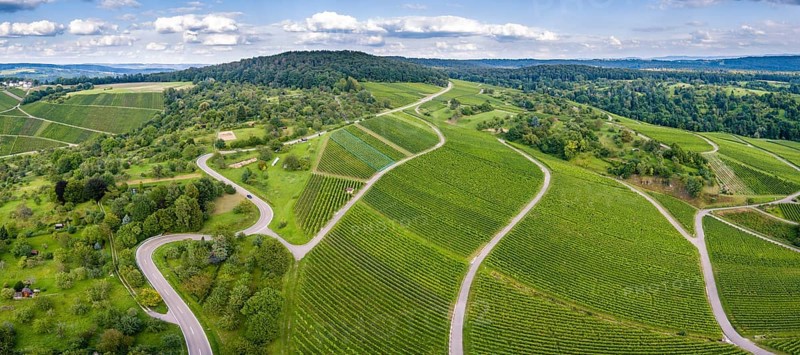 Serpentine road through vineyards