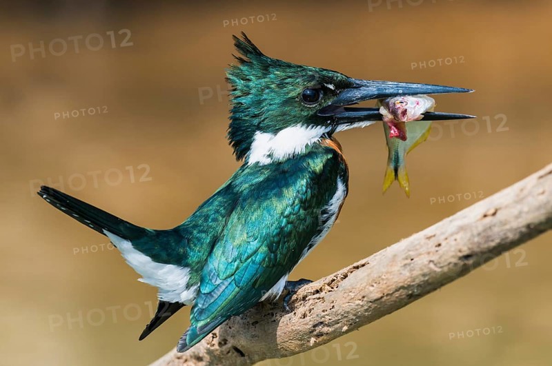 Green Kingfisher