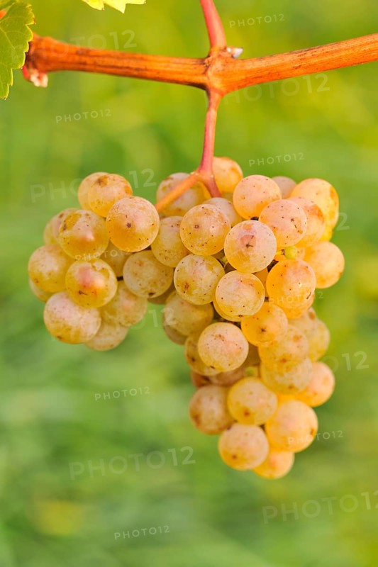 Riesling grapes