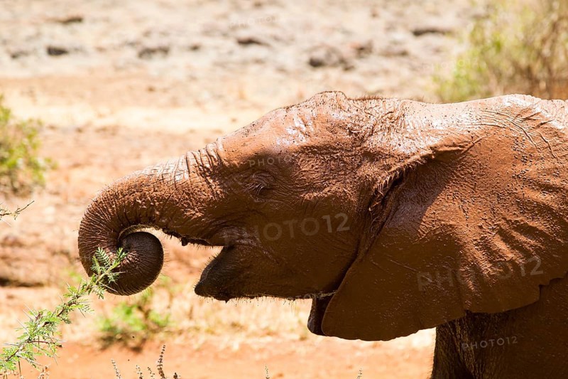 Young orphan african elephant