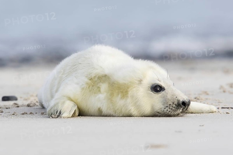 Newborn gray seal
