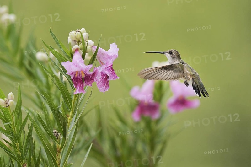 Ruby-throated Hummingbird